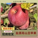 正宗大凉山盐源糖心丑苹果4.5斤