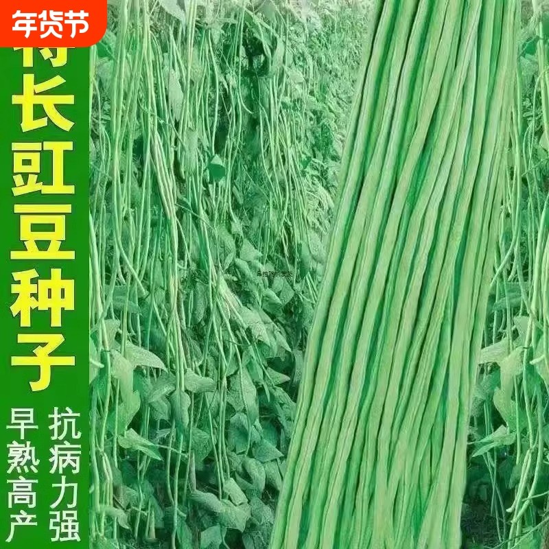 高产四号豆角种子四季豆耐热摘不败蔬菜种子芸豆豆种长豆角九粒