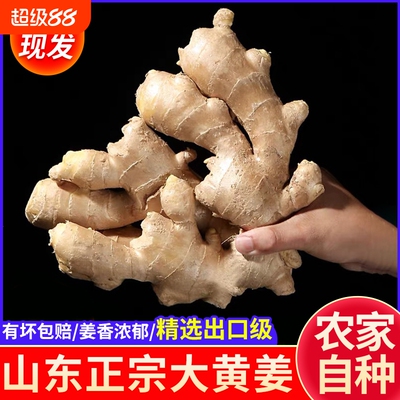 【出口品质】山东新鲜整片大黄姜高品质干姜生姜批发价老姜种批发