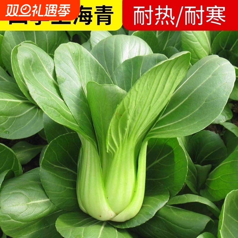 上海青农家小油菜籽青梗菜四季小白菜种子上蔬菜小青菜籽盆栽阳台