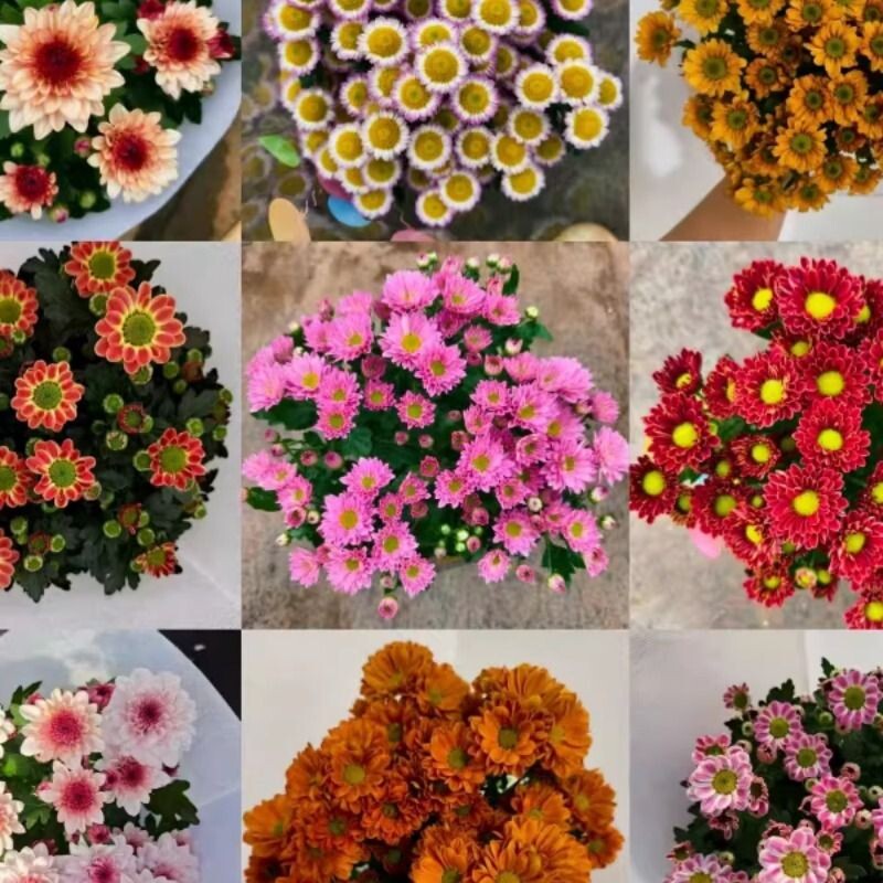 【精品荷兰菊】高颜值易养护花期长云南基地直发小雏菊