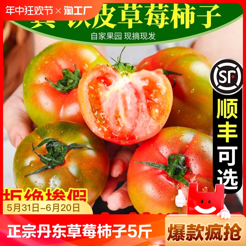 正宗丹东草莓柿子5斤西红柿新鲜水果番茄碱地铁皮柿子自然熟生吃