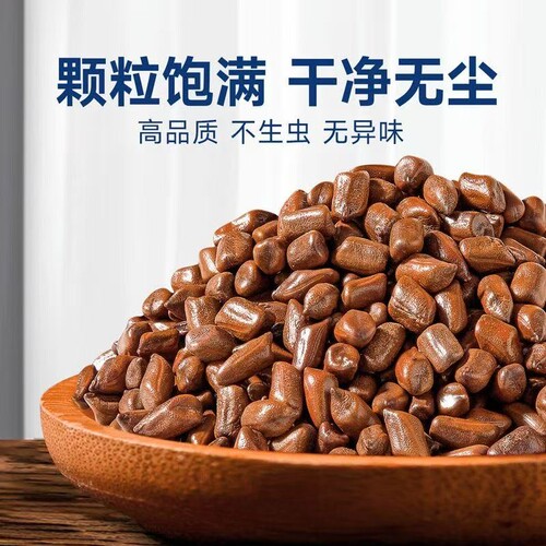 瑞赛阳决明子天然无硫熏熟决明子茶泡水喝非中药材茶养肝茶明目