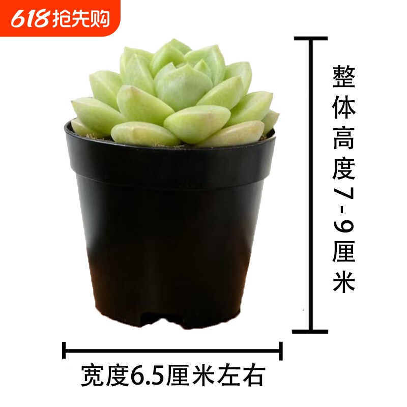 多肉植物室内小盆栽大颗好养绿植物花卉室内外易存活植物品种盲盒