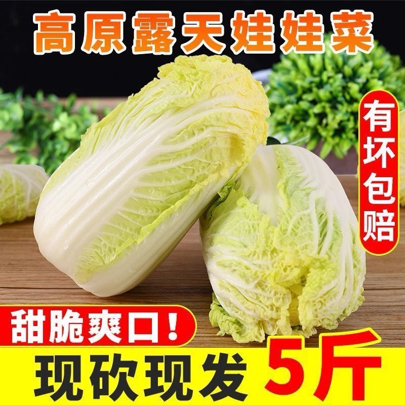 新鲜蔬菜黄心娃娃菜5斤甜嫩小棵白菜宝宝辅食高山种植新鲜时令青