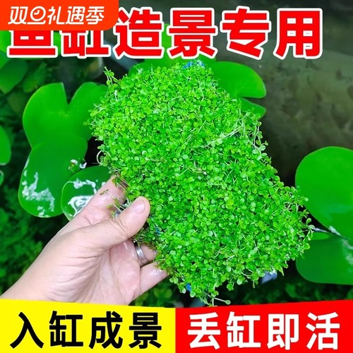 水草造景爬地矮珍珠|万人加购