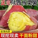 干面香甜番薯现挖新鲜板栗红薯沙地地瓜 陕西板栗红薯2025年新品