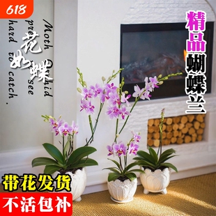 基地直发带花蝴蝶兰大苗名贵品种洋兰花卉盆栽室内好养可水培绿植