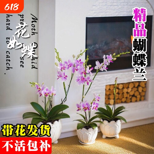基地直发带花蝴蝶兰大苗名贵品种洋兰花卉盆栽室内好养可水培绿植