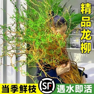 水培植物龙柳鲜枝马醉木水养富贵竹绿植雪柳室内装饰盆栽客厅树下