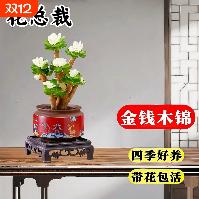 金钱木旺宅常青易养30天养死包赔