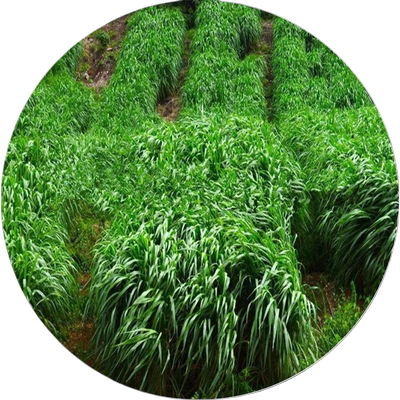 黑麦草种籽子种鱼草多年生牧草