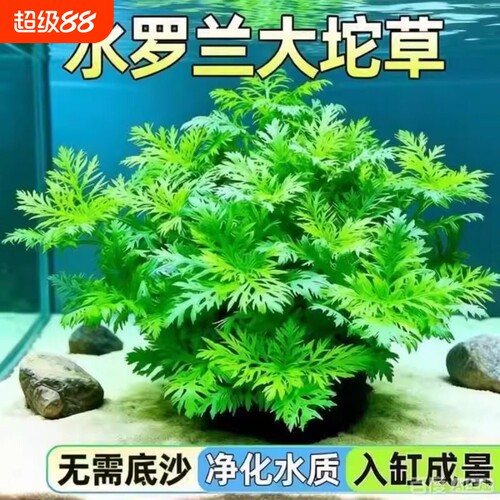 水罗兰水草鱼缸专用造景