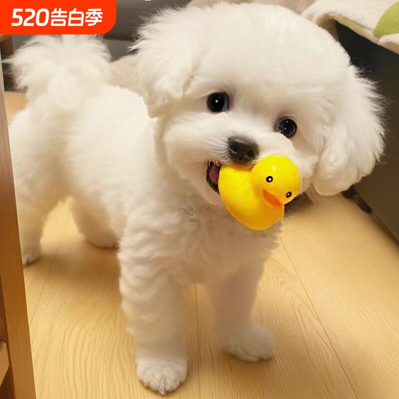 狗狗发声玩具小黄鸭中小型犬比熊泰迪幼犬解闷耗体力磨牙自嗨玩具