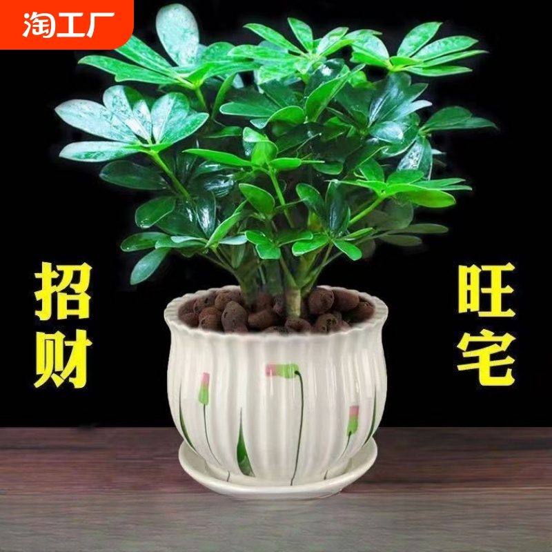 八方来财盆栽鸭脚木盆栽四季常青桌面防辐射花卉盆景发财树盆栽