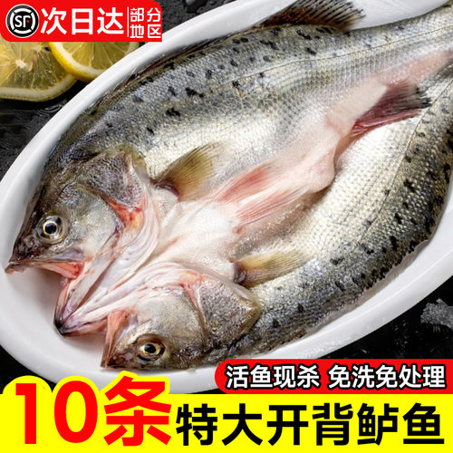 鲈鱼新鲜开背海鲈鱼鲜活冷冻白蕉七星深海水产烤鱼半成品商用海鲜