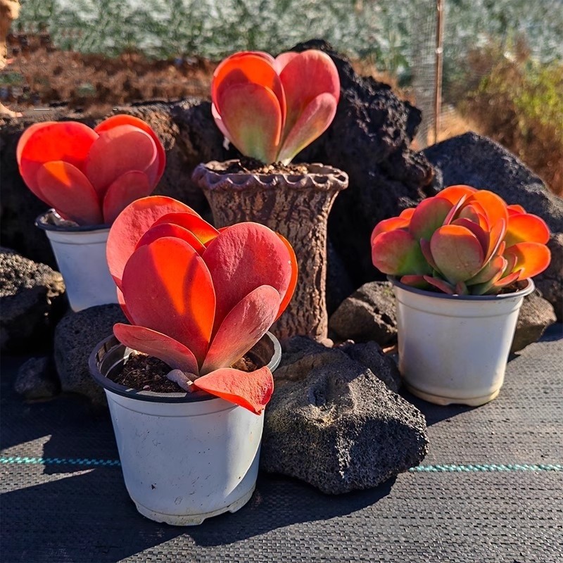 唐印多肉植物绿植好养花卉盆栽盆景稀有品种新手桌面阳台肉肉摆放