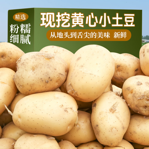 恩施黄心小土豆新鲜现挖洋芋蒸煮农家高山马铃薯当季蔬菜整箱包邮
