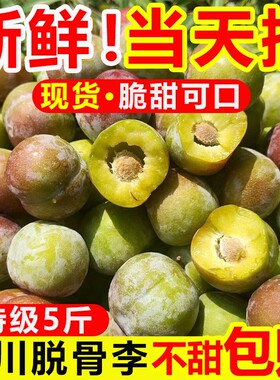 现货四川李子脱骨李青红脆李茵红李五月脆凤凰李新鲜水果 5斤包邮