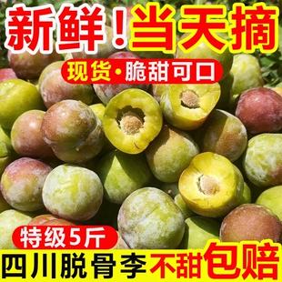 现货四川李子脱骨李青红脆李茵红李五月脆凤凰李新鲜水果 5斤包邮