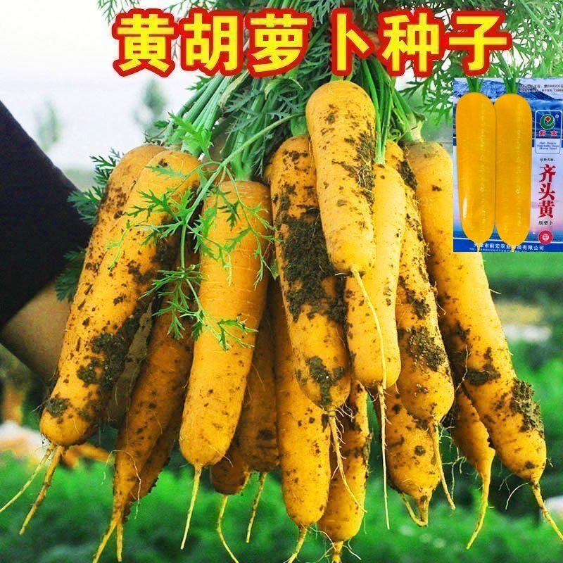 黄参水果胡萝卜种孑非转基因春四季庭院蔬菜种籽齐头黄胡萝卜种子