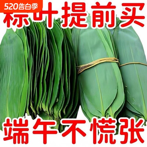 棕叶新鲜大号新叶包粽子专用叶子端午节商用棕子特大号现摘箬竹叶