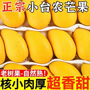 正宗时令小台农芒果新鲜水果当季树熟包邮整箱时令大热带特产芒果