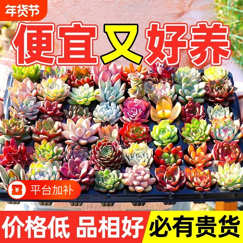 多肉植物组合小盆栽稀有品种阳台室内大颗好养活适合精品玉露肉肉