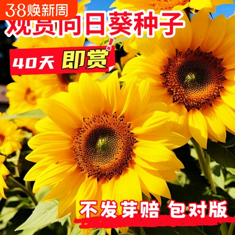 向日葵食用葵花花种子太阳花种籽四季开花盆栽花种子观赏种植重瓣