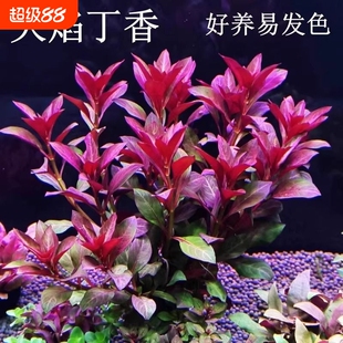 鱼缸水草造景紫红火焰丁香水草植物真草绿植养鱼水培沉底定植好养