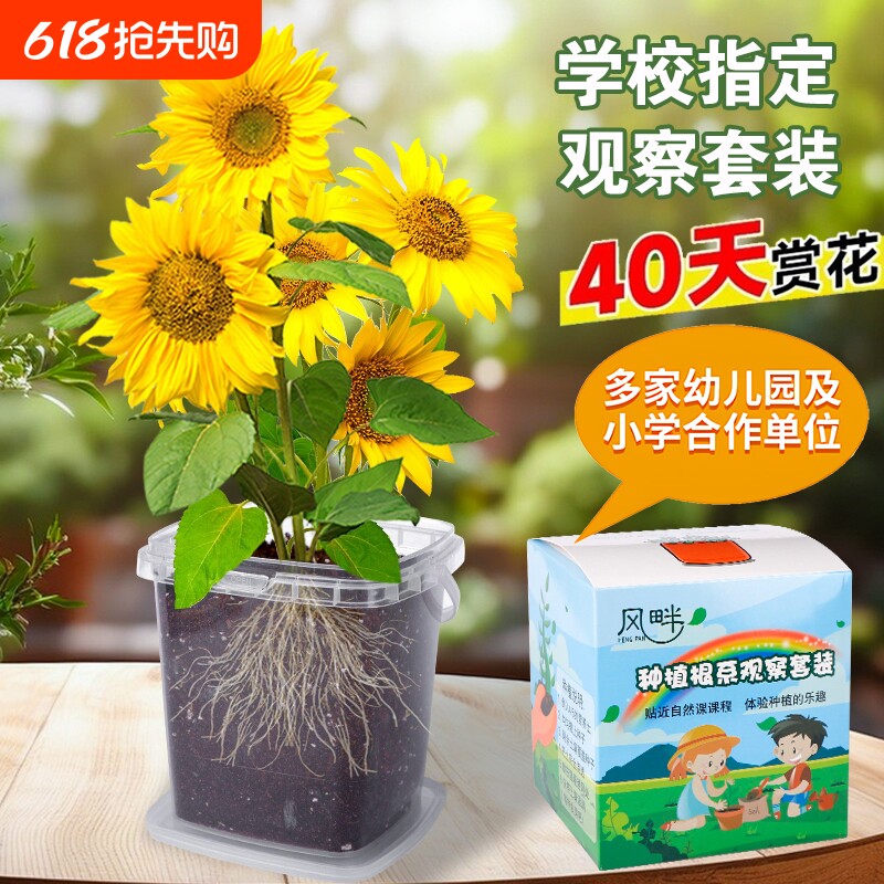 儿童种植小盆栽向日葵种子凤仙花种籽套装学生植物太阳花小番茄