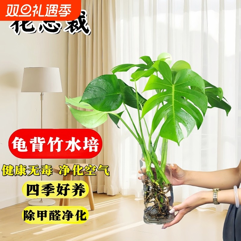 水培植物龟背竹客厅大盆栽老桩净化空气室内叶桌面绿植除甲醛耐阴