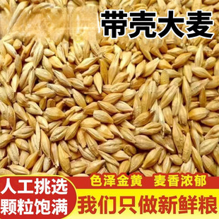 带壳大麦粒发芽大麦草种子做麦芽糖酿酒炒茶麦茶食用麦苗榨汁麦子