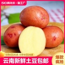 云南新鲜红皮土豆2024农家粉糯红洋芋蔬菜下单速发 红皮马铃薯 包邮