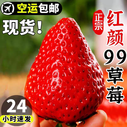 丹东99草莓新鲜水果应当季红颜奶油现货九九牛奶大整箱3空运包邮