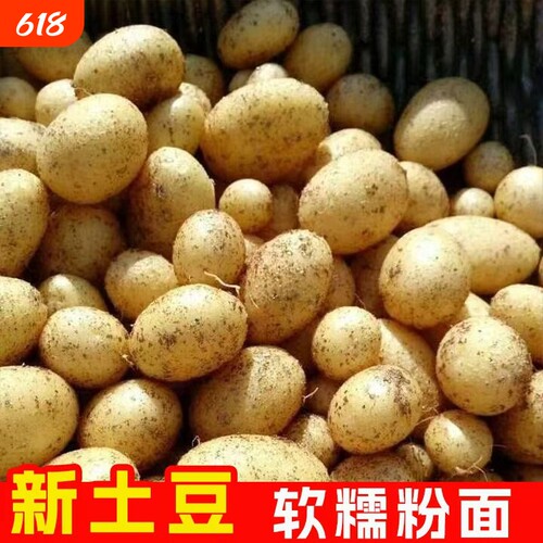 贵州毕节农家自种黄心土豆