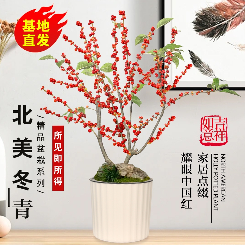 北美冬青树苗年宵花卉观果红果室内室外庭院植物耐寒耐热绿植盆栽