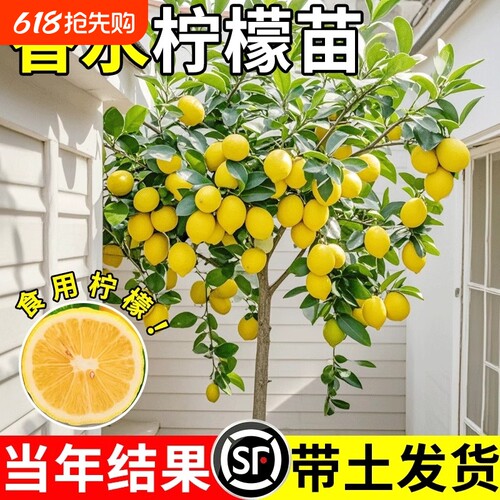 香水柠檬树苗盆栽带果室内无籽四季柠檬苗食用柠檬树果苗庭院结果