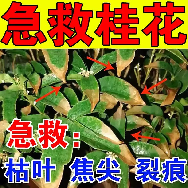 桂花枯叶病黄叶焦叶桂花树专用肥料杀菌剂盆栽营养液黄尖叶子焦尖