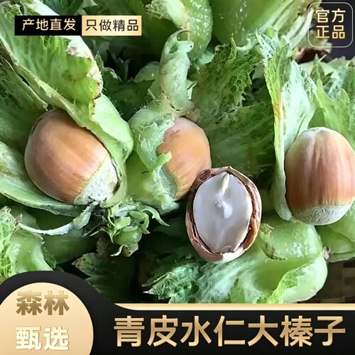 26年新鲜大水瓤去皮水仁生榛子东北大榛子现摘营养榛子坚果新鲜