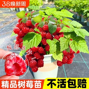 树莓苗红黑树莓果苗当年结果盆栽矮化樱桃苗庭院地栽南北方种耐寒