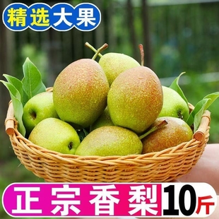 【脆甜】正宗红香酥梨现摘青红皮香梨新鲜水果当季应季整箱10斤