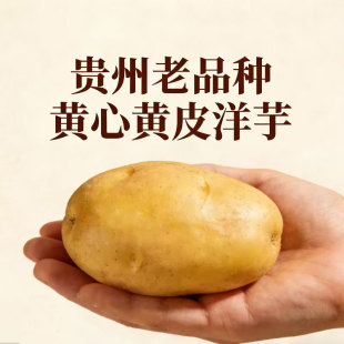 贵州老品种黄皮黄心新洋芋农家自种土豆新鲜沙面洋芋当季 现挖