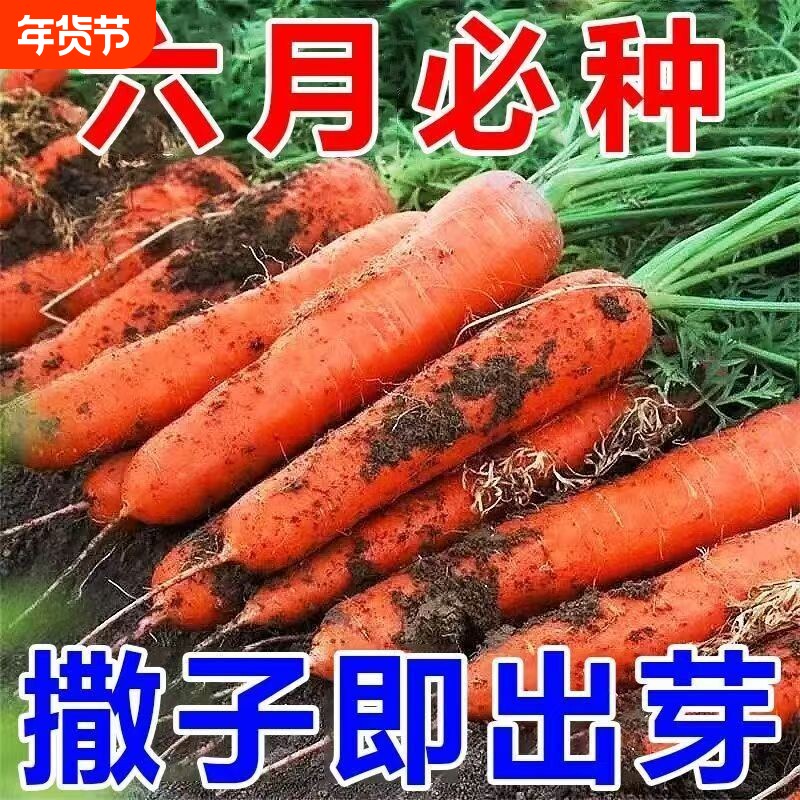 【今年新种】红胡萝卜种子高产九寸三红胡萝卜籽耐热蔬菜种子大全