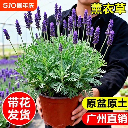 薰衣草盆栽室内驱蚊植物羽叶普罗旺斯花苗四季开花卉室外花期耐寒