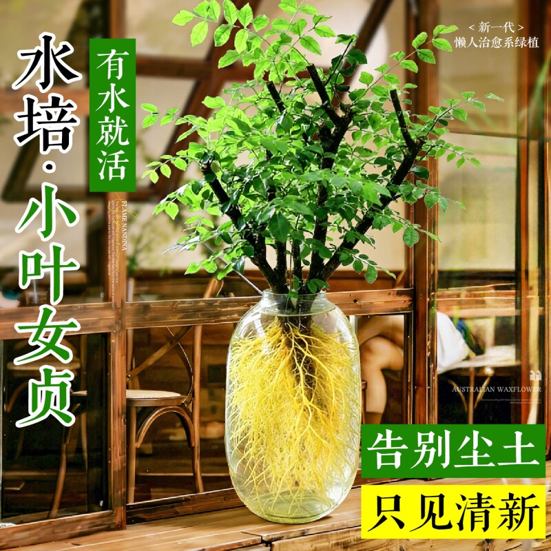 小叶女贞水培植物鲜办公室花卉老桩造型绿植四季好养招财耐阴水养