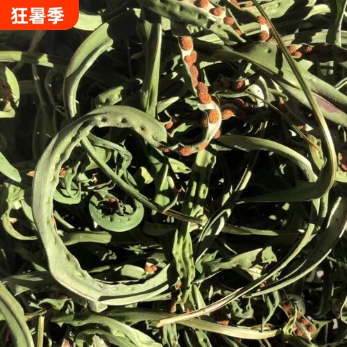 云南化石草大叶化石草肾精草茶纯天然黄金草茶新货高原手工精选