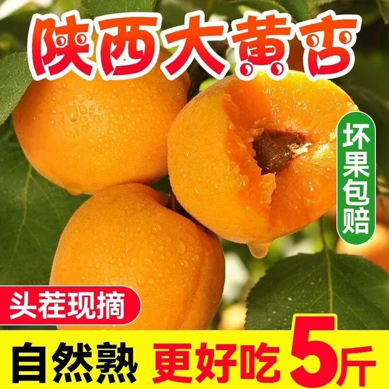 【果园现摘】正宗大黄杏应季水果杏子新鲜黄杏酸甜整箱批发
