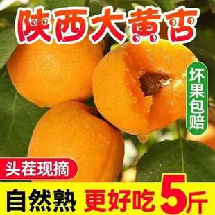 【果园现摘】正宗大黄杏应季水果杏子新鲜黄杏酸甜整箱批发