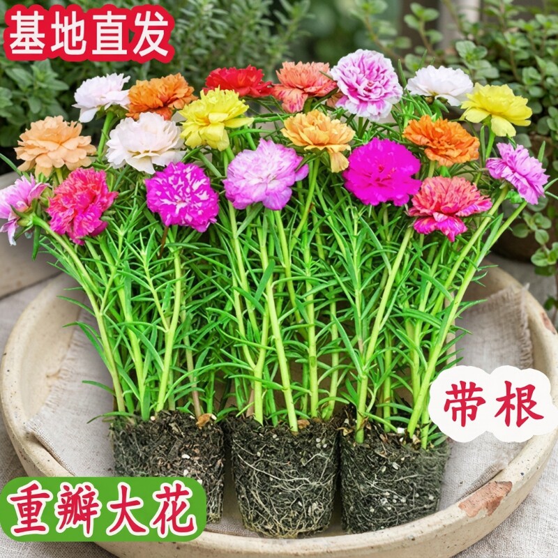 太阳花盆栽带花苞|超3000次加购图片